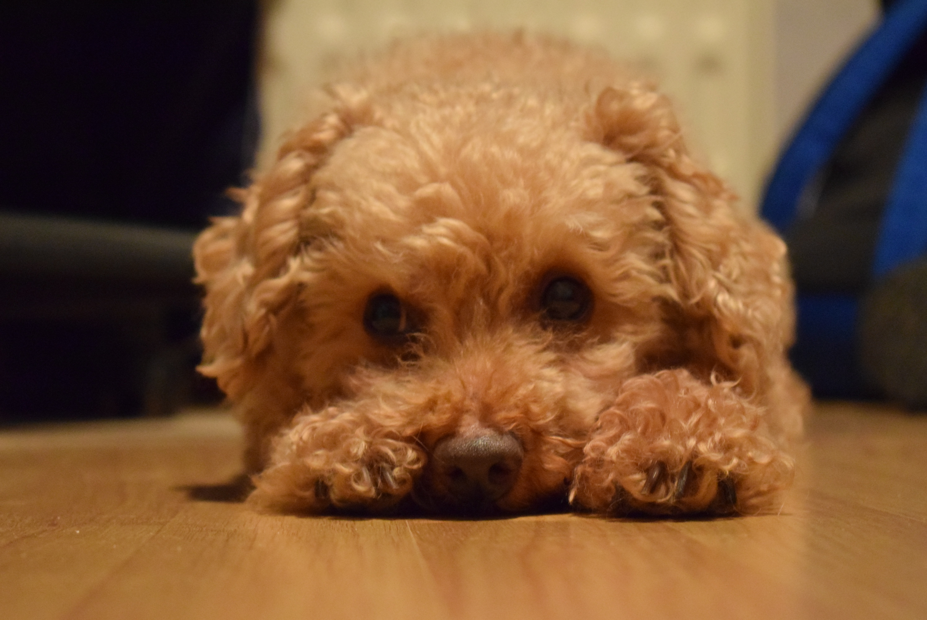 Moka